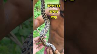 পুকুর পরিষ্কার করতে গিয়ে দেখা মিলল অজগরের 😱 anaconda python [upl. by Tye988]