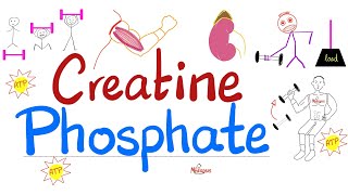 Muscle Creatine NOT Creatinine  Creatine Phosphate Phosphocreatine Creatine Kinase  Labs [upl. by Seldun761]