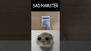 Sad Hamster Meme Calculator Cover [upl. by Atinuhs975]