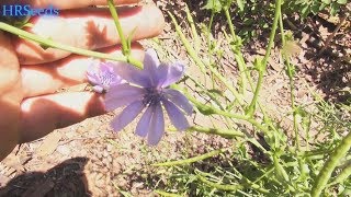 ⟹ Variegata di Castelfranco Chicory  Cichorium intybus  A look at the flowers and seed pods [upl. by Ardnayek]