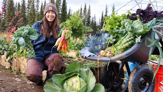 Autumn Days in Alaska  Harvesting Vegetables for Winter Storage [upl. by Juliana]