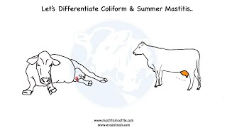 How to differentiate Coliform Mastitis with Summer Mastitis  Mastitis in Cattle [upl. by Sidoon]