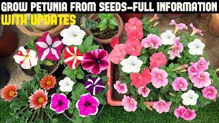 How To Grow Petunia From Seeds With Full Updates [upl. by Cathe]