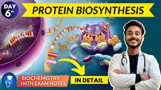 protein biosynthesis  translation biochemistry  translation in eukaryotes with animation [upl. by Ellennaj127]