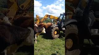 Cows Watch Us Fix the Fence They Broke  Panic As Cow Spotted Chewing String 🤦‍♀️🐄 cows cattlefarm [upl. by Nyrtak408]