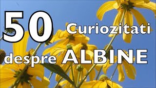 50 Curiozitati despre ALBINE [upl. by Dranel715]