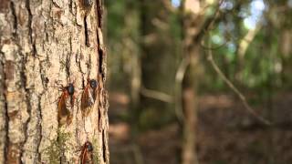 Natural History Notes Periodical Cicadas [upl. by Ecnerrot593]