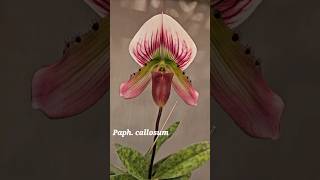 Paphiopedilum callosum [upl. by Ploss]