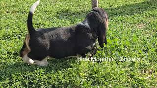 Basset hound puppies playing [upl. by Eleanora]