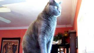 Cat Russian Blue or Chartreux Gracie [upl. by Naghem]