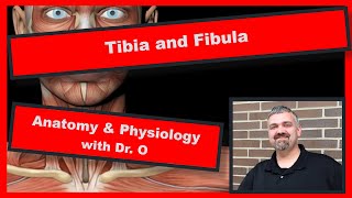 Tibia Fibula splinting [upl. by Teagan]