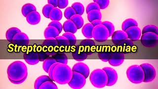 Streptococcus pneumoniae Causes Symptoms identification Treatment and Prevention English [upl. by Jonme]