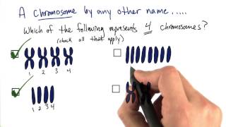 Duplicated Chromosomes  Tales from the Genome [upl. by Aibun]