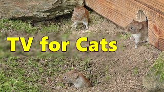 Cat TV  Mice Videos for Cats to Watch Extravaganza 🐭 Mouse Fun [upl. by Zela470]