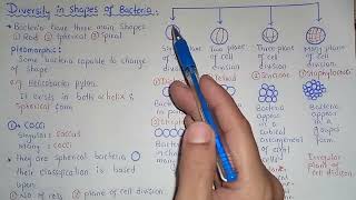 Diversity In Shapes Of Bacteria  Cocci Bacilli And Spiral Shapes  Class 11 [upl. by Plossl]