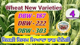 Wheat New Varieties ਕਣਕ ਦੀਆਂ ਨਵੀਆਂ ਕਿਸਮਾ Shergill Markhai [upl. by Tacy]