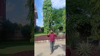 Ashoka treespecies अशोक का पेड़ ornamental [upl. by Rentsch]