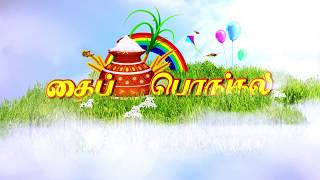 PONGAL WISHES  AFTER EFFECTS TEMPLATE  2024 [upl. by Weldon]