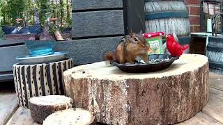 Live Stream  Chipmunk Mornings at the Cookie  Happy Saturday [upl. by Melvyn]