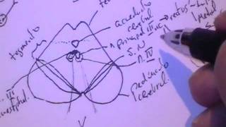 NEUROANATOMIA 20 TALLO CEREBRAL PUENTE Y MESENCEFALO Configuracion interna [upl. by Lipfert]