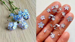 How to dry flowers for epoxy resin  Flower Preservation  Forget Me Not flower [upl. by Eiramit]