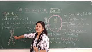 PU  I  Biology  Cell The Unit of Life  Part 10  By Prof  Triveni Chavan [upl. by Asaeret839]