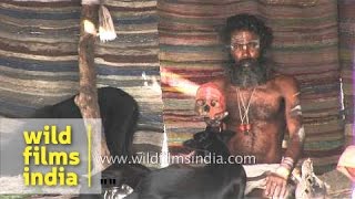 Aghori baba petting stray dogs [upl. by Ailisab]