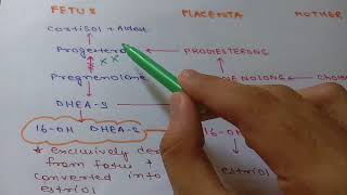 FETOPLACENTAL UNIT  FEMALE REPRODUCTIVE SYSTEM PHYSIOLOGY  FROM GANONG [upl. by Vani]