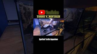 Spotted Turtle Aquarium🐢spottedturtle turtle turtles reptile reptileroom aquarium fyp [upl. by Aihsik]