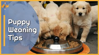 How to Wean Puppies onto Solid Food  Top Tips [upl. by Yodlem364]