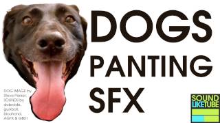 DOG PANTING SOUND EFFECT Free High Quality Download [upl. by Eiloj]