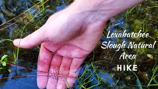 Loxahatchee Slough Natural Area Hike [upl. by Liagaba]