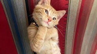 10 Minutes of Adorable cats and kittens videos to Keep You Smiling 🐱 [upl. by Oberon]