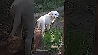 🤣🐕 Der Hund muss raus Song 🤣😂🐕🐶 goldenretriever pets welpe puppy lustigerhund [upl. by Cob724]