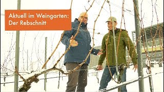 Der Rebschnitt im Winter ǀ VLog Weingut Esterhazy ǀ Episode 1 [upl. by Caren]