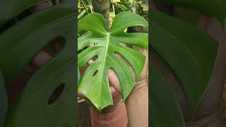 Monstera Deliciosa Guide Plant Information and Care Tips [upl. by Carina]