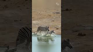 Natures Cruelty A Zebra Stallion Attacks a Defenseless Foal [upl. by Karr]