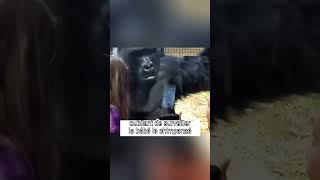 Un chimpanzé ému soccupe de son bébé shorts chimpanzé animaux [upl. by Ycul]