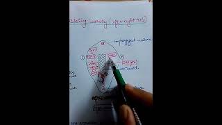 Genes regulating body axes  1 [upl. by Harald]