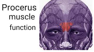 function of procerus muscle [upl. by Rad175]