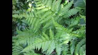 Spreading Wood Fern [upl. by Wolford]