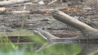 Search for cattle continues at Stillhouse Lake [upl. by Horan]