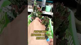 PROPAGATION EUPHORBIA LACTEA CRISTATA shorts kaktus cactus euphorbia propagation budidaya [upl. by Retnuh737]