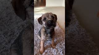 Border Terrier Mali gives a paw for treat [upl. by Araed]