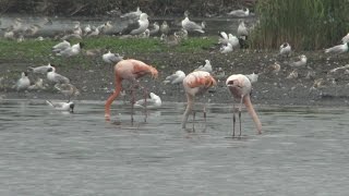 Die Flamingos vom Zwillbroker Venn [upl. by Lobiv222]