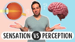 Sensation vs Perception Whats the Difference [upl. by Akcemat]