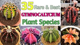 35 Gymnocalycium Species  Gymnocalycium Plant Varieties with Names  Plant and Planting [upl. by Ennyletak]