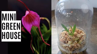 Repotting a Masdevallia orchid Testing a new mini greenhouse setup for survival [upl. by Je658]