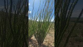 The Spiny Ocotillo with Seasonal Leaves nature shorts hiking arizona saguaronationalpark usa [upl. by Brawner]