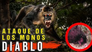 Loa Monos Diablo  Encuentros y Avistamientos  Criptozoología [upl. by Eidna]